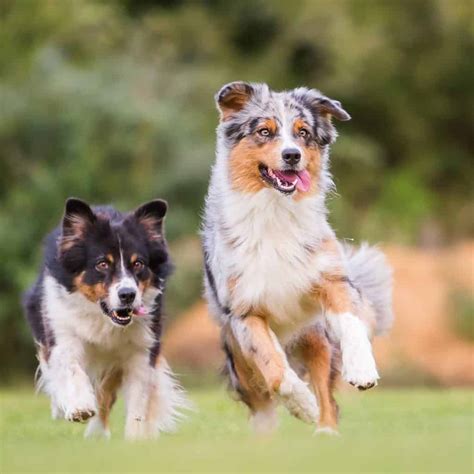 Herding dogs: Bearded Collie, Berger Picard, Finnish Lapphund