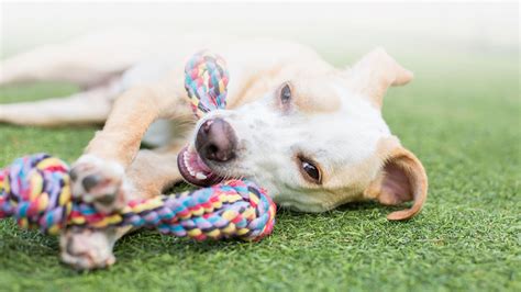 Pet Resort in Weslaco TX | Border Animal Hospital