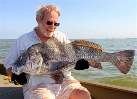 Black drum beats the winter blues for anglers