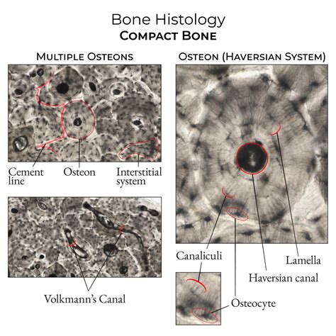 Interstitial Lamellae In Compact Bone Compact Bone.ppt