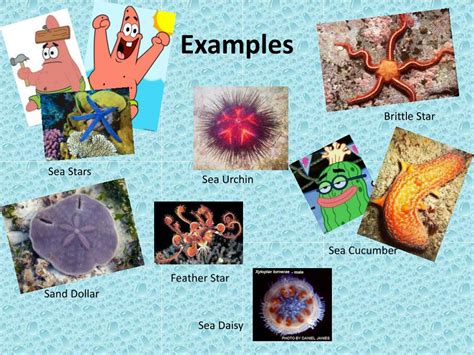Echinoderms Examples 的图像结果