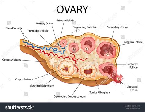 Ovary Of Female Ovary Stock Illustration. Illustration Of Fertile,
