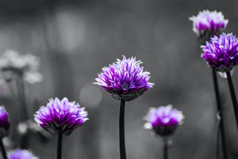 Download Black And Purple Flowers Wallpaper | Wallpapers.com