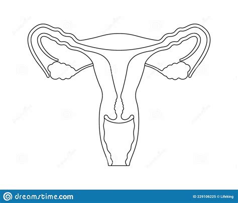 Image result for How to Draw a Female Reproductive System