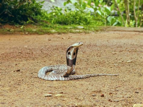 Snake Fact : एक विषारी साप दुसऱ्या विषारी सापाला चावला तर काय होतं ...