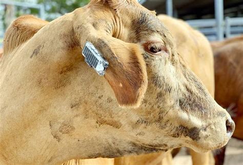 Wearable fitness trackers for cows! More useful than you can imagine ...