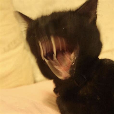 Screaming Cat Face