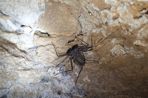 Big Black Spider Foto & Bild | pflanzen, pilze & flechten, blüten ...