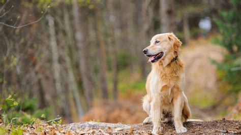 Best Veterinary Hospital In Reidsville, NC | Reidsville Veterinary Hospital