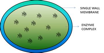 Figure 1: Lysosome