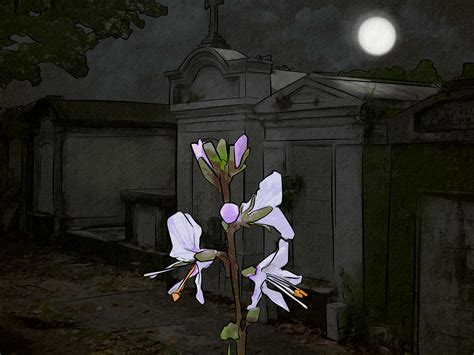 21 Flowers That Mean Death: Their Symbolism Across Cultures