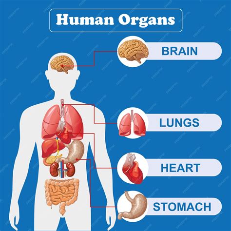 Órganos internos humanos infografía anatomía cuerpo cerebro y riñón ...