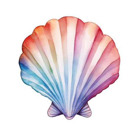 Watercolor Scallop Shell Clip Art, Watercolor, Ocean, Sea PNG ...