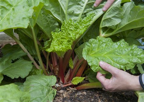 Growing Rhubarb - Is It a Vegetable?