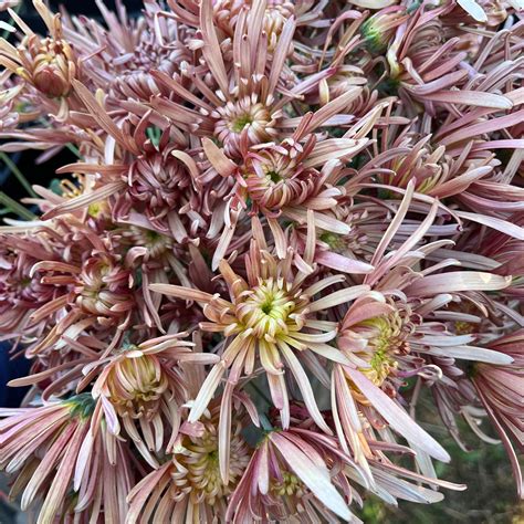 Mum Catalog – 3 Porch Farm