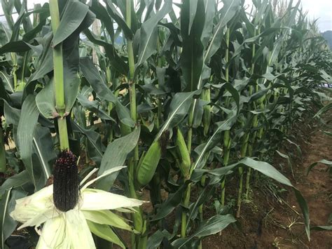 Hybrid F1 Edible Fruit Growing Red Dark Purple Vegetable Corn Seeds for ...