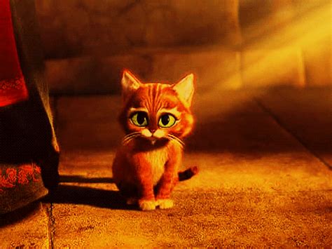 cat pictures gif