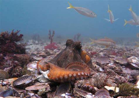 10 Facts About Baby Nautilus! - OctoNation - The Largest Octopus Fan Club!