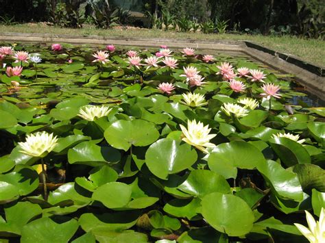 Water Lily Garden Planter Best Pond Plants | BBC Gardeners World