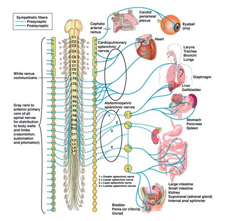 Anatomy of the sympathetic nervous system | Deranged Physiology
