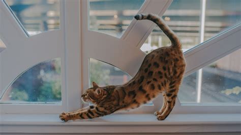 Are Bengal Cats Hypoallergenic