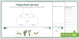 Life Cycle of a Praying Mantis Diagram Poster | Twinkl