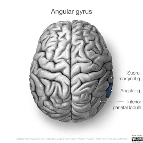 Brain Angular Gyrus
