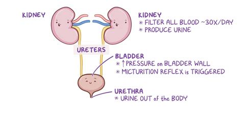 Kidney And Bladder Anatomy