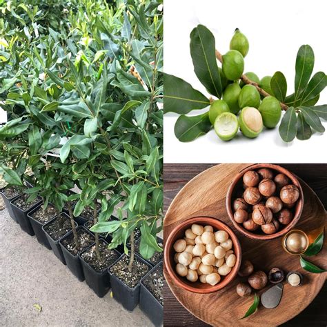 Macadamia plant live grafted (Macadamia integrifolia) " Orginal Rear ...