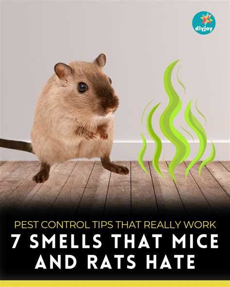 7 Smells That Mice and Rats Hate | Getting rid of mice, Getting rid of rats, Diy mice repellent
