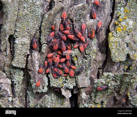 Insects That Eat Maple Trees at Tracy Mcfall blog