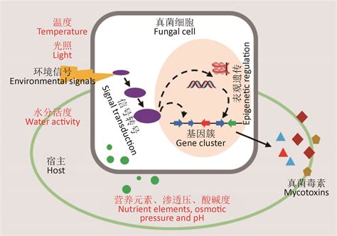 王成树研究组揭示杀虫真菌附着胞粘液层形成机理与功能----中国科学院分子植物科学卓越创新中心/中国科学院上海植物生理生态研究所