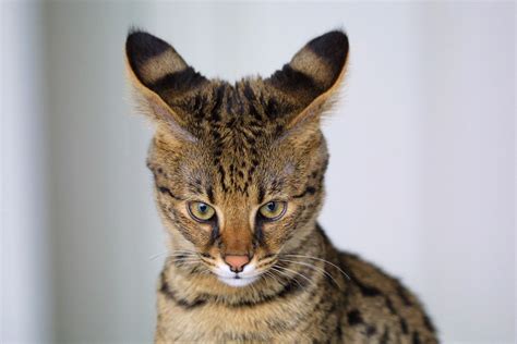 Serval House Cat