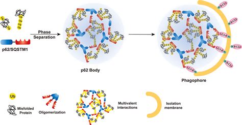 SQSTM1/p62 and Hepatic Mallory Denk Body Formation in Alcohol-Associated Liver Disease - The ...