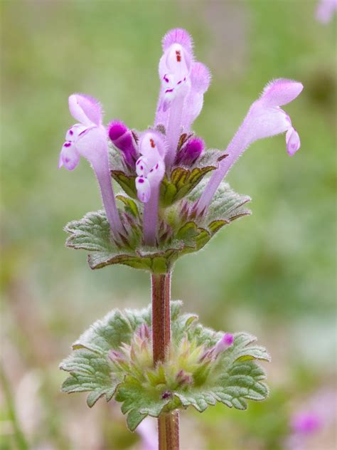 Purple Dead Nettle