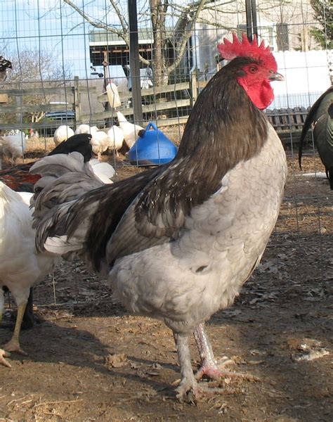 Blue Copper and Splash Copper Marans Discussion | Page 12 | BackYard ...