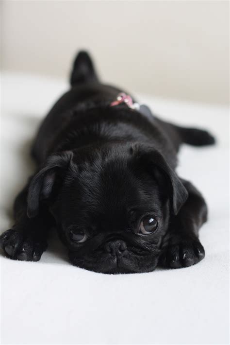 Black Pug Puppies Wallpaper