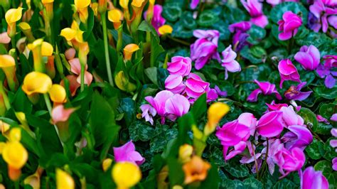 Keep Calm And Love Flora