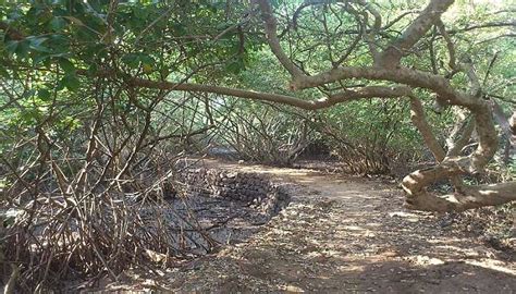 Vainguinim Beach The Ultimate Hidden Gem For Tranquil Times