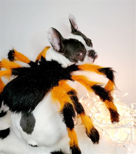 Dog Spider Costume Australia at Hector Myers blog