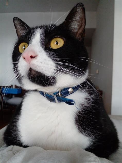 Goodbye my friend. The one and only: Waffle. Words can't even begin to ...