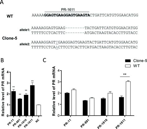 Small Activatingrna 的图像结果