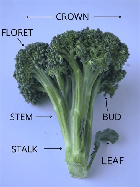 Beyond The Florets: Eating Every Part Of The Broccoli Plant