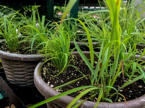Lemongrass Plant In Pot