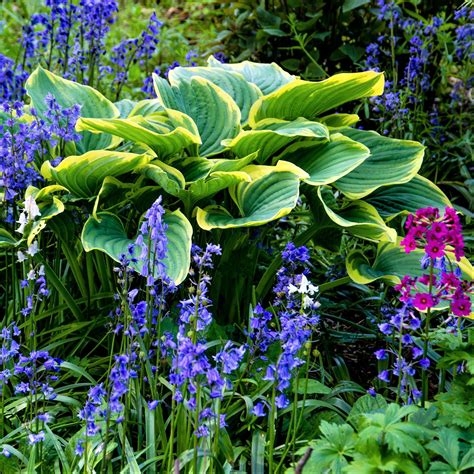 Lovely Blue-Green Hosta Plants for Sale Online | Earth Angel – Easy To ...