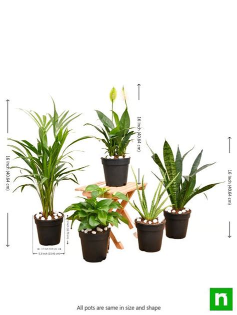 Top 5 air purifier and oxygen enriching plant pack – Loveforplants