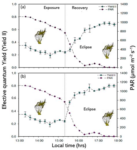 Ecophysiological and Biochemical Responses of Lessonia spicata to Solar ...