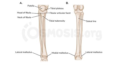Bones of the lower limb | Osmosis