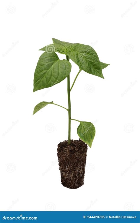 Pepper Seedlings. Bell Pepper Seedling with a Well-developed Root ...