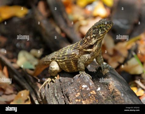 Northern Curly-tailed Lizard, Leiocephalus carinatus, Leiocephalidae ...